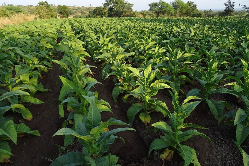 tobacco
